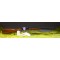 Henry Pump .22MAG # H003TM AS NEW